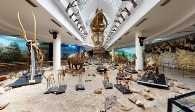 Зоологический музей в зоопарке Гизы 3D Model